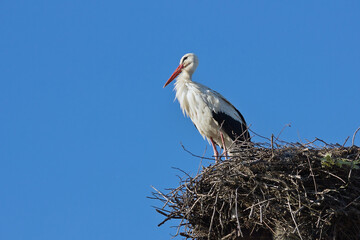 Stork in the nest against the blue sky