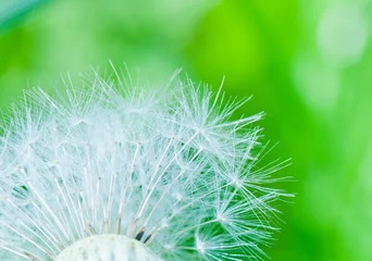 Fotobehang White dandelion, close up © E.O.