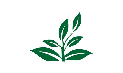 Leaves and lush green plants
