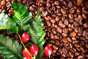 Keuken spatwand met foto Coffee. Real coffee plant with red beans on roasted coffee beans background  © Subbotina Anna