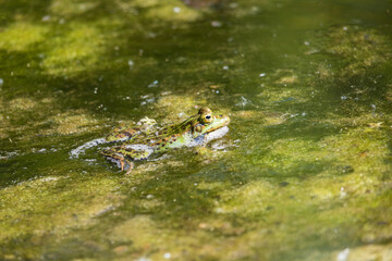 Frosch im Teich