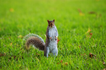 A squirrel on a green field