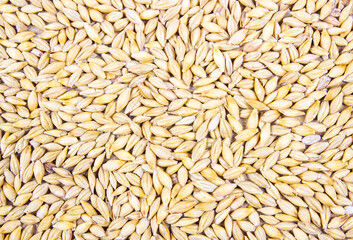 Barley grain or seeds CloseUp.