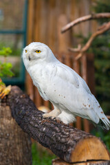 The snowy owl sits on a tree