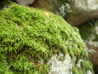 Green moss on the rock wall