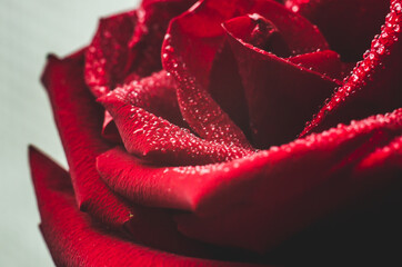 Beautiful rose close-up with drops of water, wallpaper
