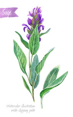Sage plant with flowers and leaves isolated on white watercolor illustration