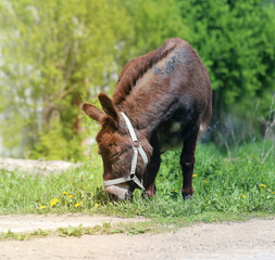 Beautiful donkey stands