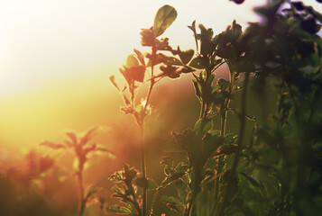 Clover and grass meadow in sunset mood