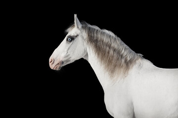 Obraz na płótnie Canvas Profile of gray horse with long mane on black background isolated