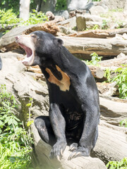 Malayan sun bear, Helarctos malayanus, looks around