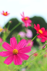 鮮やかなコスモス