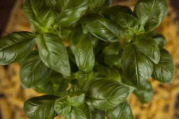 Many types of Italian pasta with fresh basil on first plan