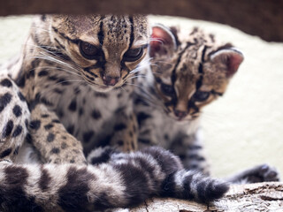 Naklejka premium Margay, Leopardus wiedii, female with baby