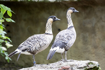 Hawaiian Goose, Branta sandvicensis, was extinct in nature