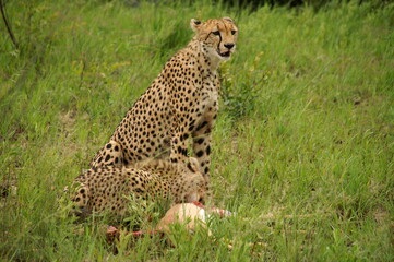 Fototapeta na wymiar cheetah eating