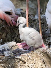 Obraz premium Rosy Flamingo, Phoenicopterus ruber roseus, with a small chicken