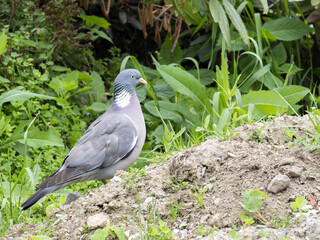 Stock dove, Columba oenas, was formerly rare