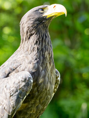 The white-tailed eagle, Haliaeetus albicilla, belongs among the more common eagles
