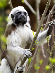 Cotton-top tamarin, Saguinus o.oedipus climbs clumsily in branches