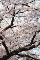 cherry blossoms under the blue sky
