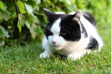 black and white domestic cat lying on the grass