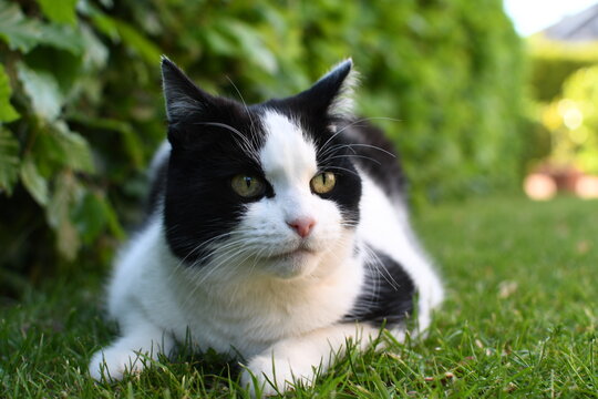 black and white domestic cat lying on the grass - Powered by Adobe