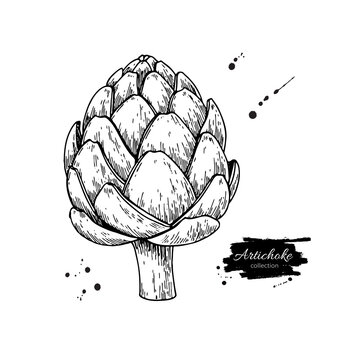Artichoke hand drawn vector illustration. Isolated Vegetable engraved style object.