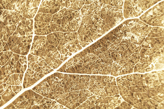 Macro structure brown delicate skeletonized leaf of Populus tremula