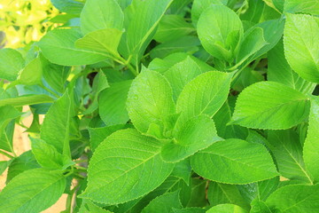 紫陽花の葉と雫
