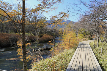 A wooden walkway along the stream