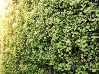 Fototapeta na wymiar green wall of Dischidia nummularia Variegata in the garden with sunlight in the morning