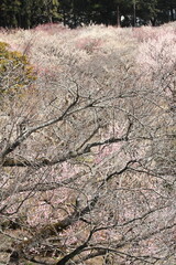 plum grove in Kairaku en, Mito, Japan