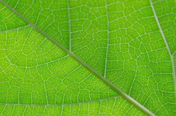 close up of green leaf texture