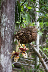Hanging basket with Upside Down Orchid