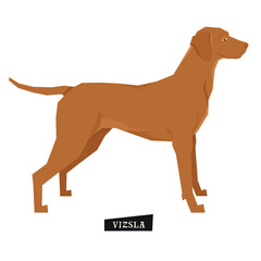 Dog collection Vizsla Geometric style Isolated object