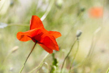 wild poppy in e meadow