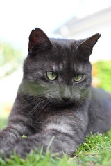 Naklejka na ściany i meble black domestic cat playing on the grass