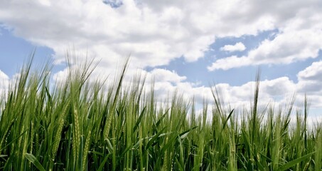 Landscape with green wheat field in Spring