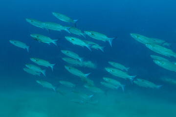 Fototapeta na wymiar School of fish (Flathead mullet) sand ground with blue background in Indian ocean. Southeast Asia 