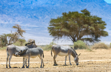 Fototapeta na wymiar Family of Somali wild donkey (Equus africanus). This species is extremely rare both in nature and in captivity. Nowadays it inhabits nature reserve near Eilat, Israel