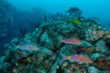 School of Goat Fish with Jack Fish , Pulah Weh , Banda aceh , Indonesia