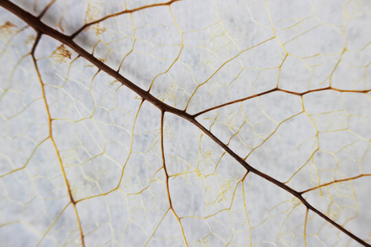 Macro structure brown delicate skeletonized leaf