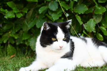 black and white domestic cat lying on the grass