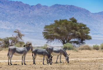 Somali wild donkey (Equus africanus). This species is extremely rare both in nature and in captivity. Nowadays it inhabits nature reserve near Eilat, Israel
