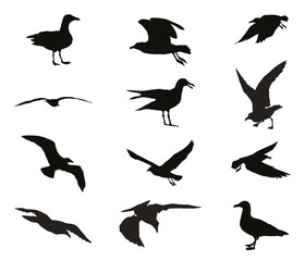 Obraz premium Set of silhouettes of seagulls