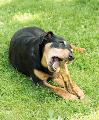 Zahnpflege beim Hund