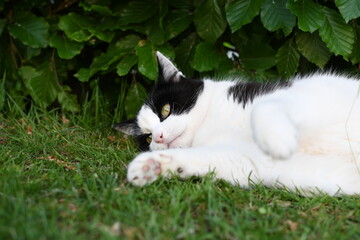 Naklejka na ściany i meble black and white domestic cat lying on the grass