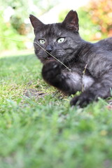 black domestic cat playing on the grass