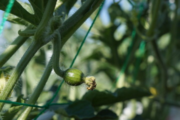 スイカの芽